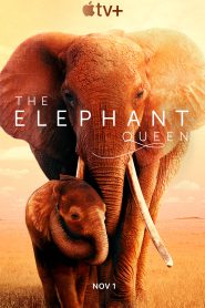 The Elephant Queen (2019) อัศจรรย์ราชินีแห่งช้าง