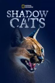 Shadow Cats (2022) บรรยายไทย